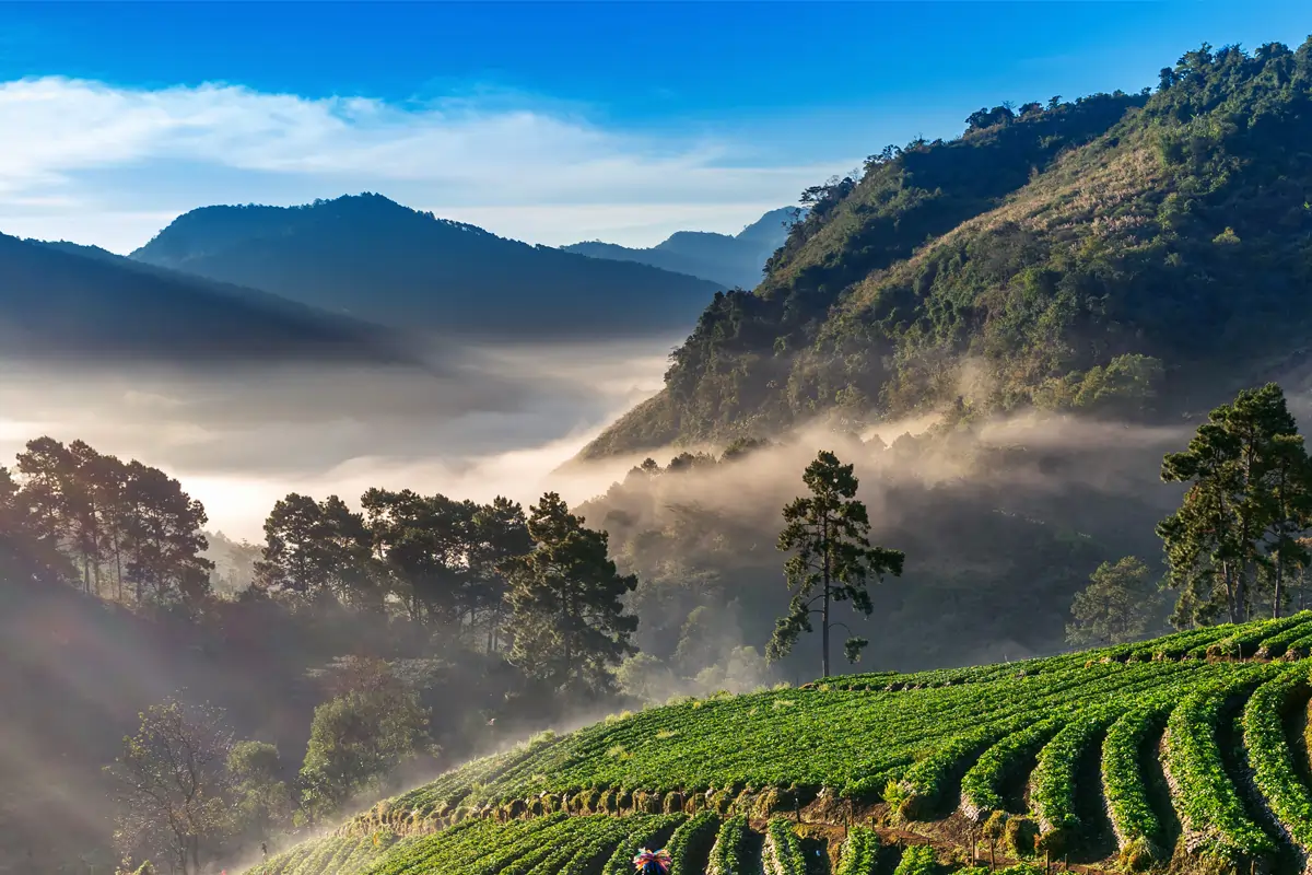 Tour Destination Munnar